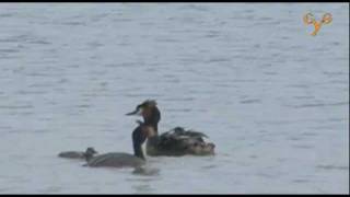 Чомга Большая поганка в Кусково  Greatcrested grebe at Kouskovo [upl. by Lleynad]