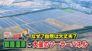 【なぜ？】釧路湿原に大量のソーラーパネル！自然への影響は？・・・もんすけ調査隊（今日ドキッ！2024年5月17日放送 [upl. by Isdnyl]