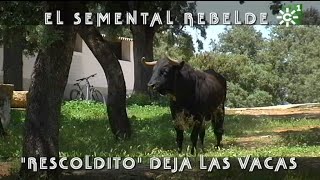 Toros de Reservatauro toro semental rebelde Rescoldito deja las vacas  Toros desde Andalucía [upl. by Wassyngton24]