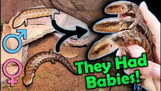 Our BlueTongued Skinks had SURPRISE BABIES in the Zoo [upl. by Doe931]