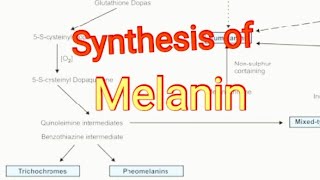 Synthesis of Melanin  Biochemistry [upl. by Yeoj]