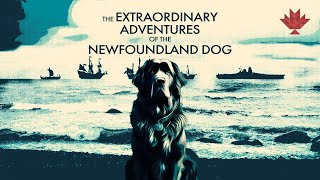 Extraordinary Adventures of the Newfoundland Dog [upl. by Llehcor]