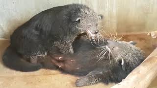 Binturong  Bearcat Mating [upl. by Oicam]