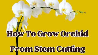 How To Grow Orchid from Stem Cutting  LIFE HACKS [upl. by Meadow]