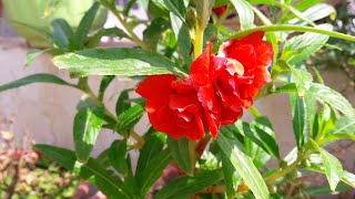 Best Flowering Plant  Balsam Care  How to Grow and Care Balsam Plant [upl. by Kuska]