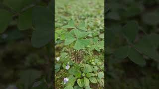 Oxalis Wood sorrel gardenshorts [upl. by Caddric]