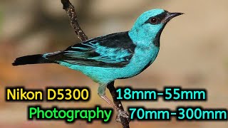 Nikon D5300 Photography 18mm55mm70mm300mmNikon D5300 Camera Review [upl. by Cheryl]