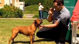 Staffordshire Bullterrier GBF Clubschau 2013 Part 2 Females [upl. by Nibas]