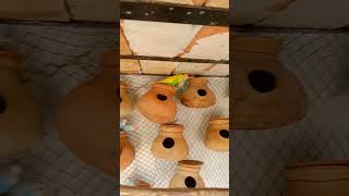 100 budgies birds sound in my colony shorts [upl. by Kally]