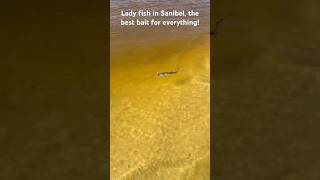 Ladyfish is the best bait for everything sanibelisland fishing [upl. by Reffotsirhc330]