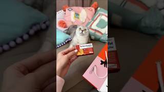 She gave this cat a new lesson shortsvideo [upl. by Nolitta]