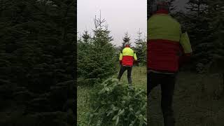 Die Christbaumsaison 2024 hat gestartet christbaum christmas weihnachten motorsäge [upl. by Zelde225]