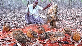 WILD QUAIL HUNTING  Delicious Red Sand Quail Cooking  தேறி காட்டு காடை வேட்டை  Village Grandpa [upl. by Aileen]