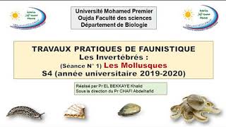 Biologie  SV Faunistique 2020  TP1  Pr El bekkaye khalid [upl. by Fryd]