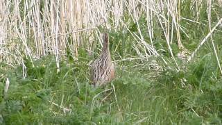 sound of the rare corncrake sighting Tiree 2013 [upl. by Lou]