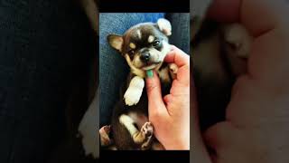 Rescue puppy️️️️️️️rescue rescueanimals rescuedog rescuepuppy dog [upl. by Weir]