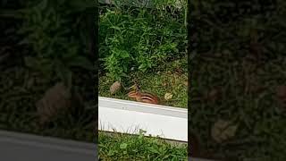 Chipmunk Visits the Garden 🐿️🐿️ shorts [upl. by Beera]