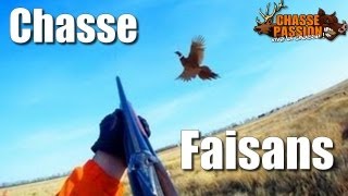 Chasse aux faisans  Superbe doublé de faisans [upl. by Bindman]