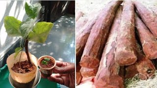 How to grow Red Sandalwood Plant Chandan tree at home with seedsSantalum album [upl. by Nell]