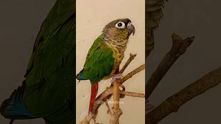 Cute Conure Marbles Singing Talent 🎶🦜 😅 cockatielscraze [upl. by Hessney504]