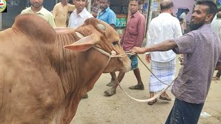 ১১ জুন ২৪  ও ভাই কতো দিয়ে কিনলেন খোচাবাড়ী হা ট থেকে বিক্রি হওয়া ষাঁড় গরুর দাম জানুন [upl. by Cocke]