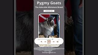 Pygmy Goats The Adorable Miniature Breed [upl. by Aieken]