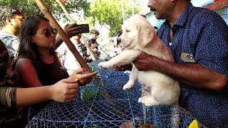 RECENT DOG PUPPY PRICE UPDATE  GALLIF STREET PET MARKET KOLKATA CHEAPEST PRICE  VISIT 6 NOV 2022 [upl. by Julian60]