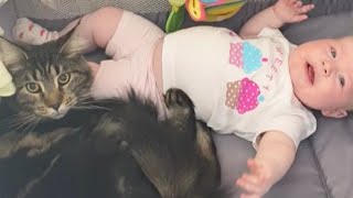 Adorable Cat Calms Down Crying Baby [upl. by Baker229]