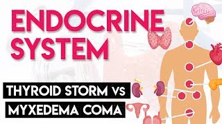 Thyroid Storm vs Myxedema Coma  Endocrine System Part 6 [upl. by Joanne]