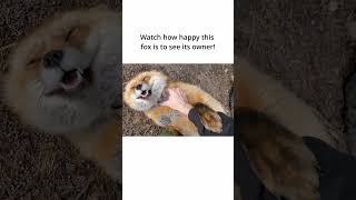 Watch fox laugh as its happy to see owner [upl. by Aened]