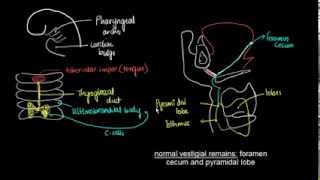 Embryology of Thyroid Gland  1 [upl. by Nirret]