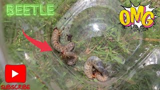 Pine Beetle Larvae EXPOSED Under the Wood Pine beetle larvae Mr Toads [upl. by Adrial974]