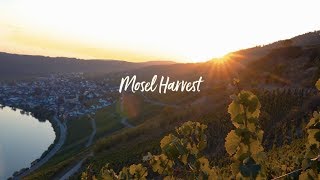 Mosel Harvest at Staffelter Hof [upl. by Kapeed773]