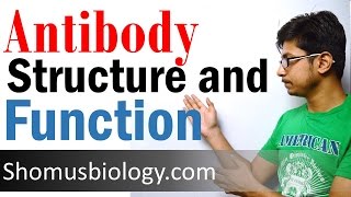 Antibody structure and function [upl. by Edylc]