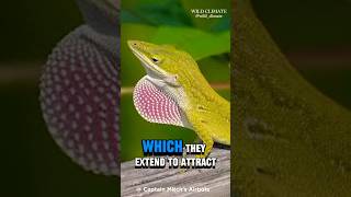 quotGreen Anole The ColorChanging Lizard with Superpowersquot shorts youtubeshorts wildclimate [upl. by Ludwig]