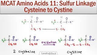 Disulfide Bridge Formation Cysteine to Cystine [upl. by Nwahsyd]