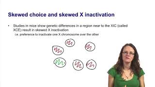 3 5 Stages of X inactivation choice of which X to inactivate [upl. by Namor]