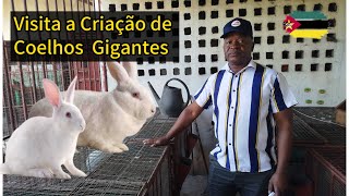 Visita à Criação de Coelhos Gigantes do Senhor Américo Alimentação Cuidados e Mercado [upl. by Lefkowitz73]