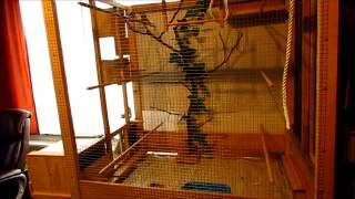 Zebra Finches nest building australske zebe [upl. by Darsie]