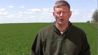 Alfalfa Weevil Scouting in Alfalfa Fields 1 [upl. by Aihsekat396]