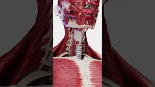 Anterior Neck Muscles Vital Players in Movement and Speech meded anatomy 3danimation [upl. by Lyon222]