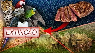 Como a Carne Esta Destruindo a Amazônia [upl. by Aeynod]