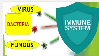 Immunity  White Blood Cells  Neutrophils and Macrophages  Inflammation [upl. by Nowaj]