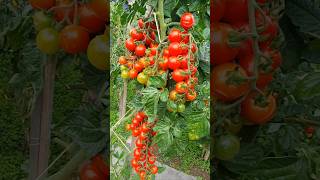 томаты черри огород урожай tomaten cherry garten ernte cherry tomatoes pomodori shorts [upl. by Annaul]