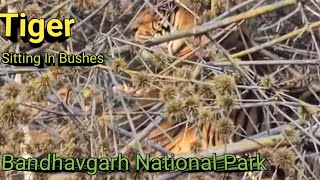 Tiger Sighting At Bandhavgarh National Park। Safari Bandhavgarh।Jeep Safari Bandhavgarh । Open Gypsy [upl. by Yrrok563]