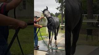 2️⃣ weeks ago Belmont winner ARCANGELO won the Travers🏆 Hear from his trainer Jena Antonucci💪🏻 [upl. by Orvah]