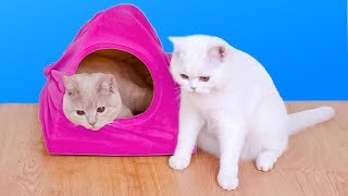 8 Ideas Increíbles Para Dueños De Gatos [upl. by Luanni]