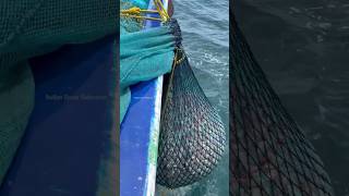 Trawl Net Fishing  Rosy Snapper Fish Catching in The Sea shorts fishing [upl. by Phineas549]