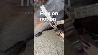 Si vous retrouvez l’aimant de Mathilde faites nous signe😂 cheval shortswithzita entresesoreilles [upl. by Engamrahc]