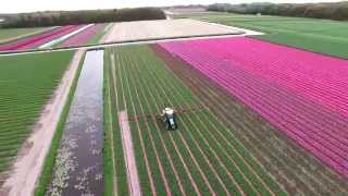 Tulip fields near Keukenhof The Netherlands  Epic drone footage DJI Inspire  Holland [upl. by Aerdnna]